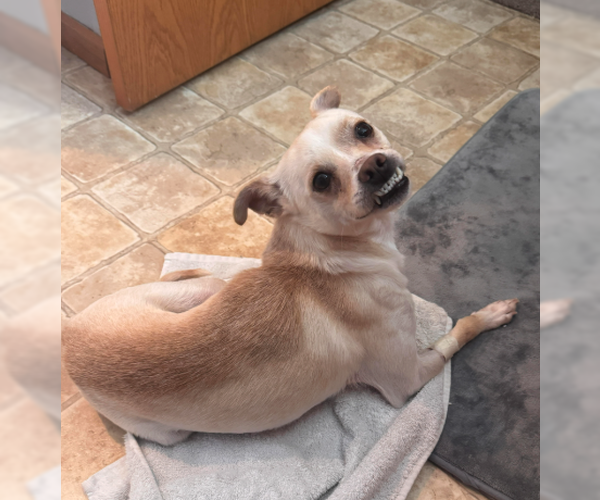 Medium Photo #2 Mutt Puppy For Sale in Coralville, IA, USA