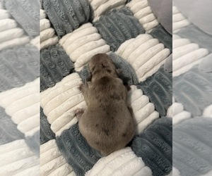 French Bulldog Puppy for sale in OPP, AL, USA