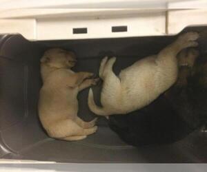 German Shepherd Dog Dogs for adoption in Riverside, CA, USA