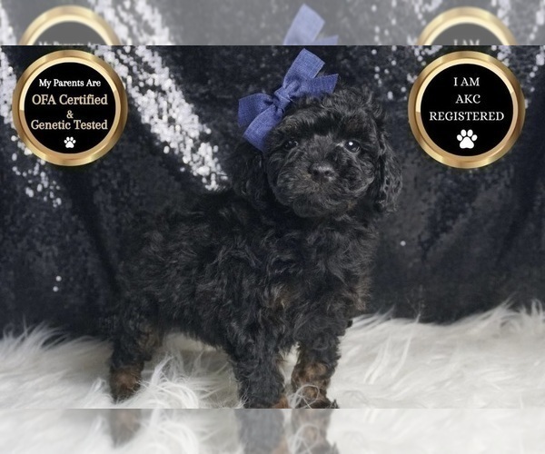 Medium Photo #1 Poodle (Toy) Puppy For Sale in WARSAW, IN, USA