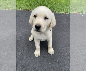 Labrador Retriever Puppy for sale in MILFORD, PA, USA