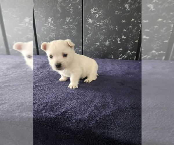 Medium Photo #4 West Highland White Terrier Puppy For Sale in LAGRANGE, IN, USA