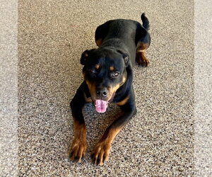 Kilough - Male Rottweiler Dog for Adoption - Photo #3