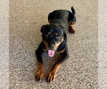 Small Photo #3 Rottweiler Puppy For Sale in Mooresville, NC, USA