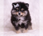 Small Photo #4 Pomeranian Puppy For Sale in WARSAW, IN, USA