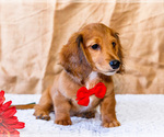 Small #16 Dachshund