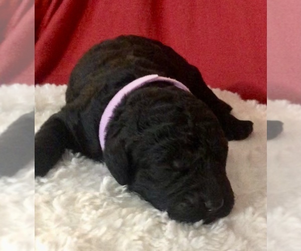 Medium Photo #20 Goldendoodle-Poodle (Standard) Mix Puppy For Sale in VACAVILLE, CA, USA