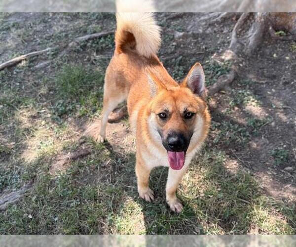 Medium Photo #3 Chow Chow-German Shepherd Dog Mix Puppy For Sale in Conroe, TX, USA