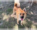 Small #2 Chow Chow-German Shepherd Dog Mix