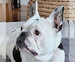 Small #7 French Bulldog