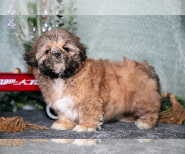 Medium Photo #9 Shih Tzu Puppy For Sale in CLARE, MI, USA