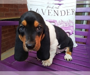 Basset Hound Puppy for sale in CANTON, GA, USA