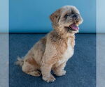 Small #1 Shih Apso