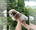 Small #1 Morkie
