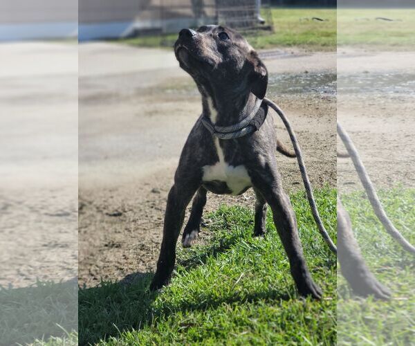 Medium Photo #11 Boxador Puppy For Sale in Orangeburg, SC, USA