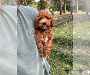 Goldendoodle-Poodle (Miniature) Mix Puppy for sale in RAMER, TN, USA