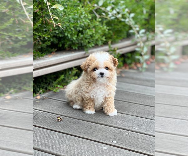 Medium Photo #1 Maltipoo Puppy For Sale in BURKE, VA, USA
