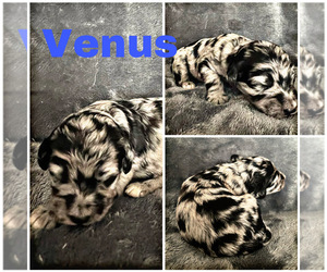 Aussiedoodle Puppy for sale in FLINT, TX, USA