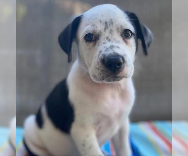 Medium Photo #5 Labrador Retriever-Unknown Mix Puppy For Sale in San Diego, CA, USA