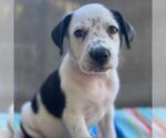 Small #4 Labrador Retriever Mix