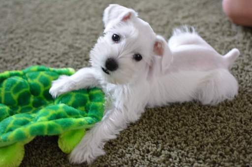 Medium Photo #1 Schnauzer (Miniature) Puppy For Sale in SPRINGFIELD, MO, USA