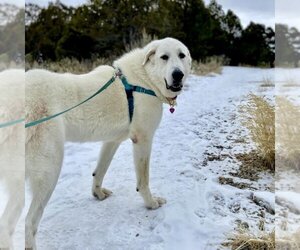 Akbash-Great Pyrenees Mix Dogs for adoption in PEYTON, CO, USA