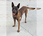 Small #2 German Shepherd Dog Mix