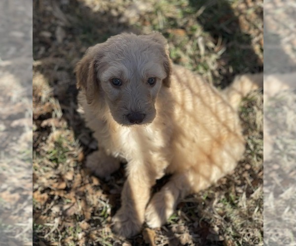 Medium Photo #1 Goldendoodle Puppy For Sale in ELLISGROVE, IL, USA