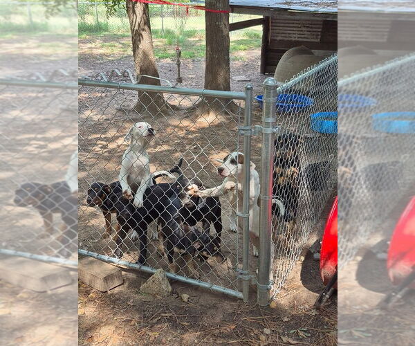 Medium Photo #1 American Bulldog Puppy For Sale in FRAMINGHAM, MA, USA