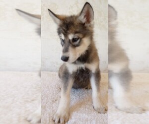 Wolf Hybrid Puppy for sale in BYBEE, TN, USA