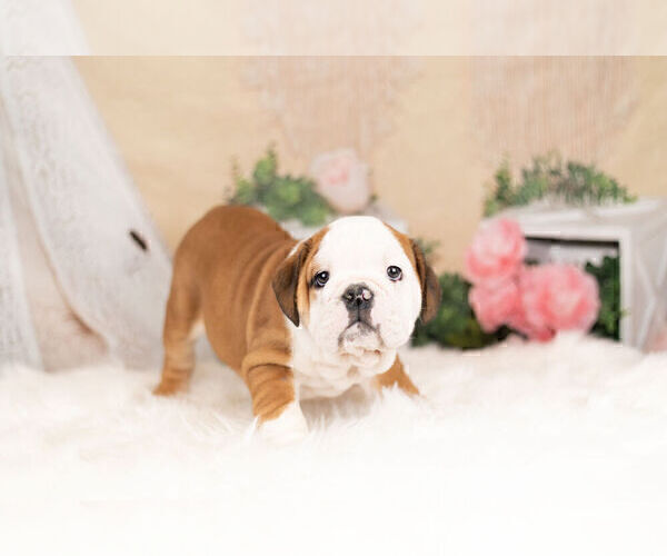 Medium Photo #2 English Bulldog Puppy For Sale in WARSAW, IN, USA