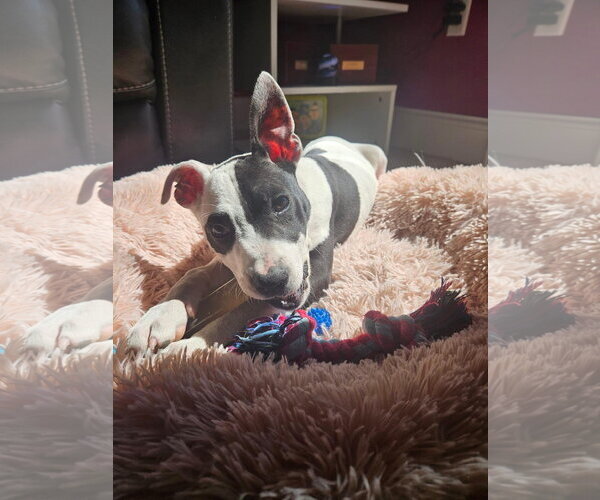 Medium Photo #52 American Pit Bull Terrier Puppy For Sale in Germantown, OH, USA