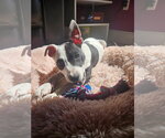 Small #51 American Pit Bull Terrier