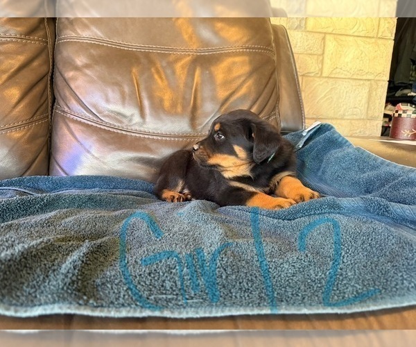 Medium Photo #13 Rottweiler Puppy For Sale in LAFAYETTE, IN, USA