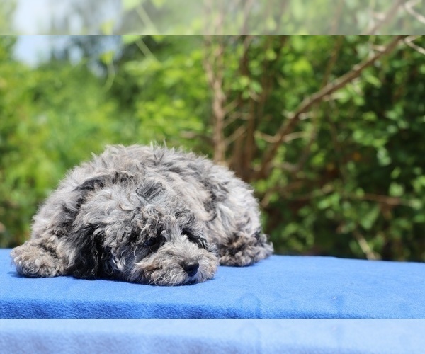 Medium Photo #23 Poodle (Toy) Puppy For Sale in DYERSBURG, TN, USA