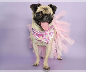 Pug Dogs for adoption in phoenix, AZ, USA