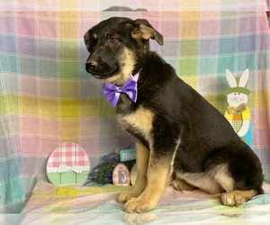 Australian Shepherd-German Shepherd Dog Mix Puppy for sale in LANCASTER, PA, USA
