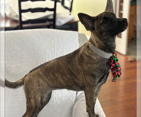 Medium Photo #4 Shepradors Puppy For Sale in Alexander, AR, USA