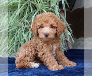 Goldendoodle (Miniature) Puppy for sale in NARVON, PA, USA