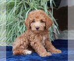 Image preview for Ad Listing. Nickname: Hazel