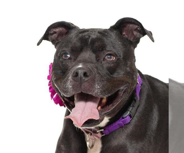 Medium Photo #2 American Pit Bull Terrier Puppy For Sale in Santa Maria, CA, USA