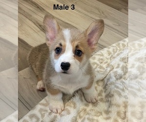 Pembroke Welsh Corgi Puppy for sale in GUTHRIE, KY, USA