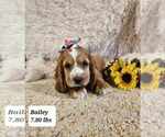 Small Photo #1 Cocker Spaniel Puppy For Sale in SIOUX CENTER, IA, USA