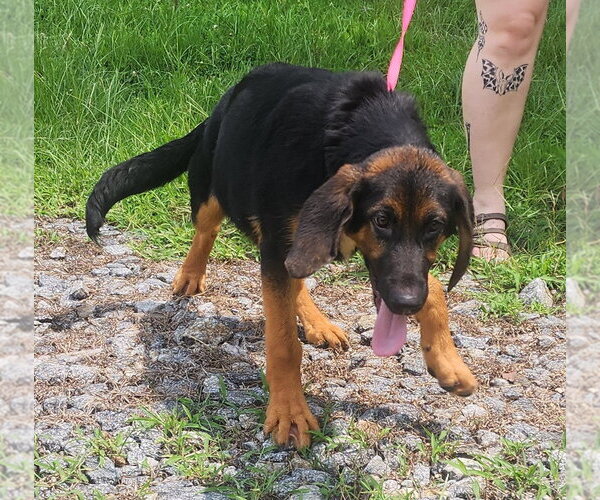 Medium Photo #3 Bloodhound-Unknown Mix Puppy For Sale in Wetumpka, AL, USA