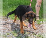 Small #2 Bloodhound Mix