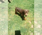 Small Photo #3 Doberman Pinscher Puppy For Sale in BOWLING GREEN, KY, USA