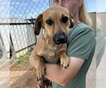 Small #1 Dachshund Mix