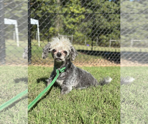 Medium Photo #4 Mutt Puppy For Sale in Pacolet, SC, USA