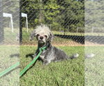 Small Photo #4 Mutt Puppy For Sale in Pacolet, SC, USA