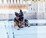 Small Photo #8 German Shepherd Dog Puppy For Sale in NUEVO, CA, USA